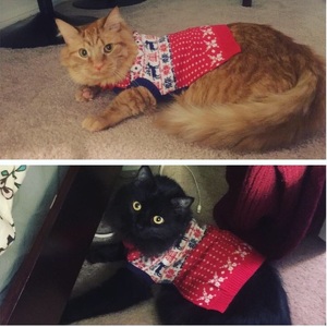 Team Page: BartandBear